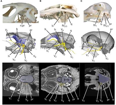 Predicting behavior in extinct reptiles from quantitative analysis of trigeminal osteological correlates
